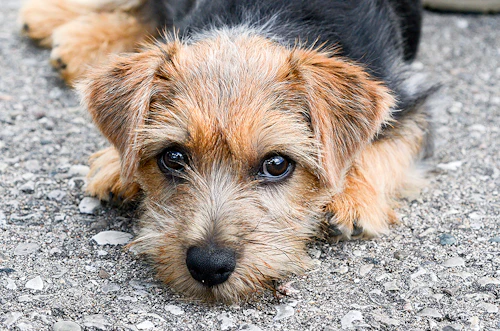ノーフォーク テリアってどんな犬種 性格 特徴 飼い方などを解説 わんクォール