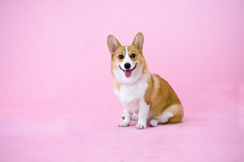 飼い主さんのことが大好きなサイン 犬が見せる不思議な行動をご紹介 わんクォール 飼い主さんのことが大好きなサイン 犬が見せる不思議な行動をご紹介 わんクォール