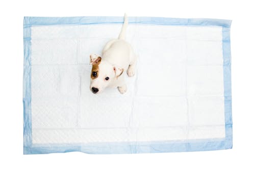 犬が留守番中トイレをしない ごはんを食べない 心配事にアドバイス わんクォール