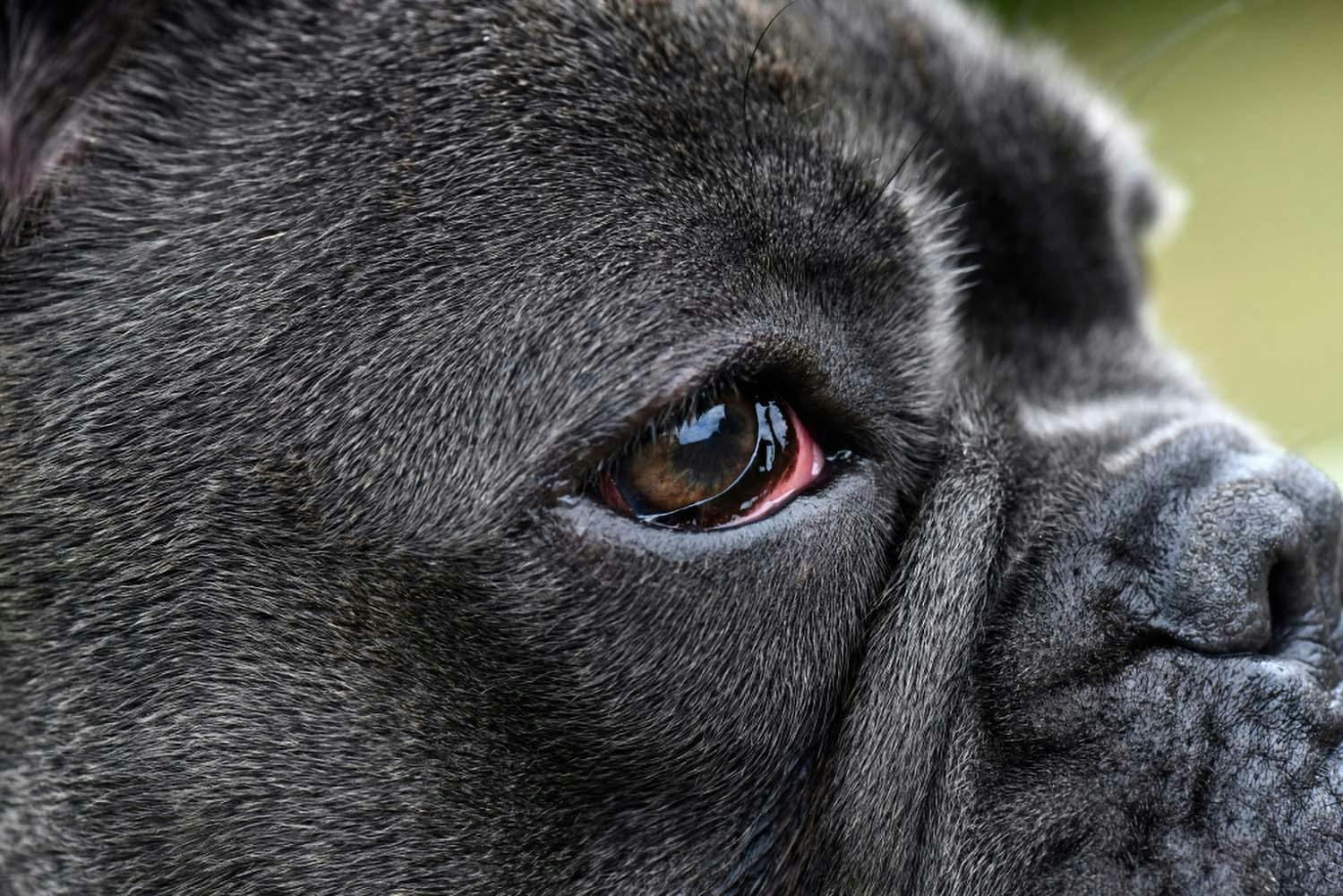 犬の目が赤い、充血の時に考えられる病気