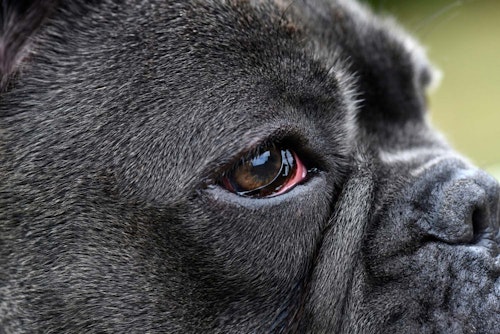 犬の目が赤い 充血している原因は 病院に連れて行くべき症状と 考えられる病気や対処法について解説 獣医師監修 わんクォール