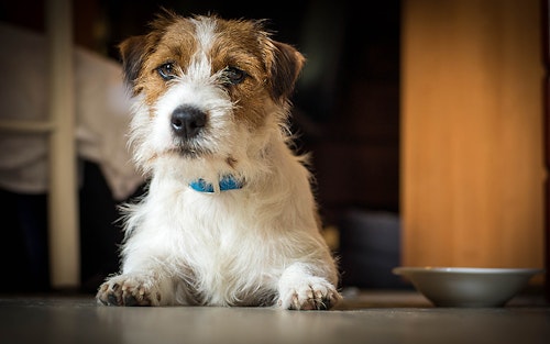 あなたは大丈夫 犬のしつけ 待て のまちがった使い方5選 わんクォール あなたは大丈夫 犬のしつけ 待て のまちがった使い方5選 わんクォール