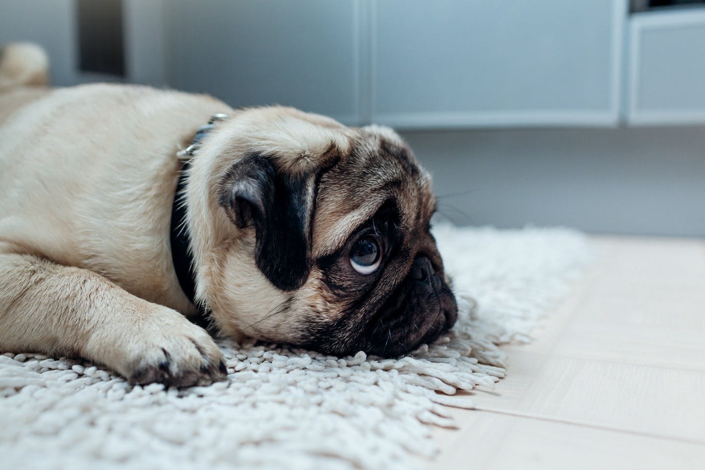 犬を上手にしつけるには しつけ上手な飼い主さんがやらない3のコト Training しつけ わんクォール