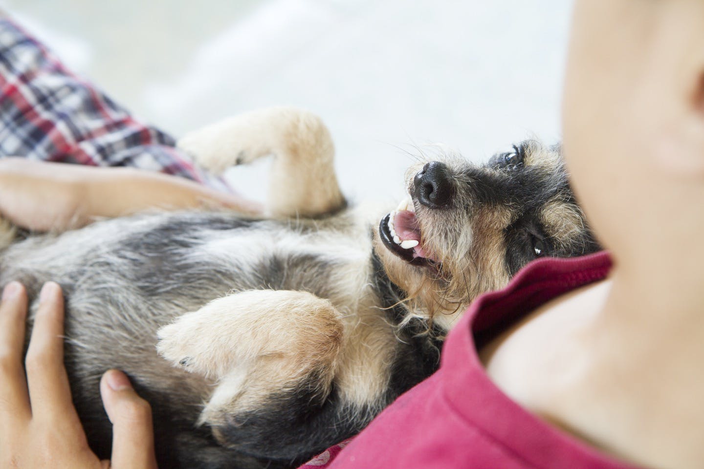 愛犬の平熱と呼吸数をチェック　健康管理
