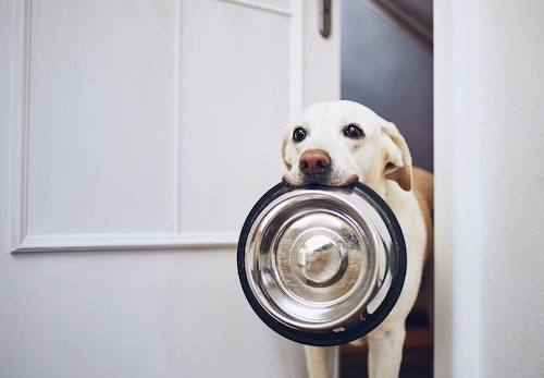 犬にチョコレートは危険 もし食べてしまった時の症状と対処法 誤食を防ぐ予防策を解説 獣医師監修 わんクォール 犬にチョコレートは危険 もし食べてしまった時の症状と対処法 誤食を防ぐ予防策を解説 獣医師監修 わんクォール