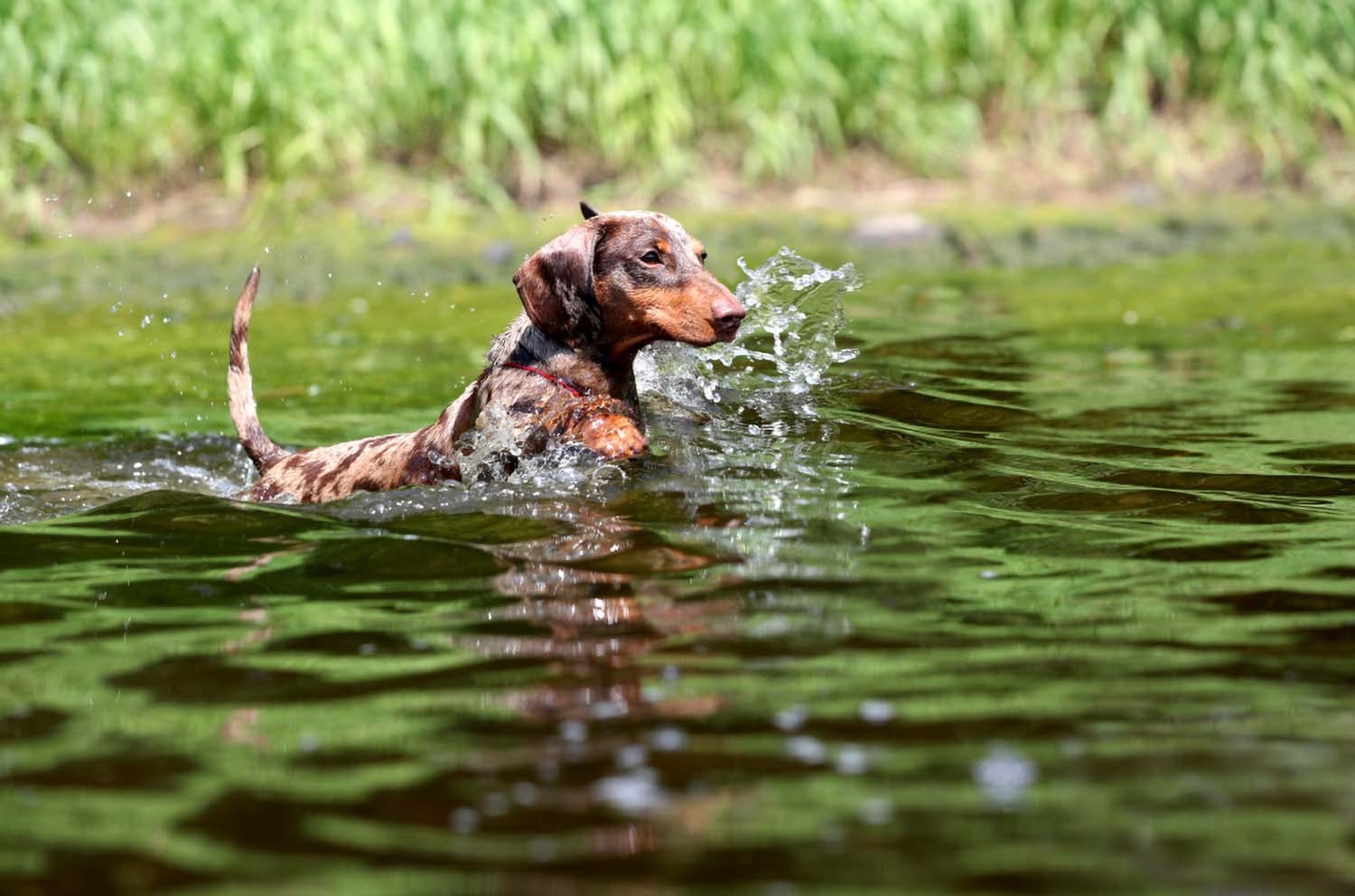 水泳をする犬　ダックスフント