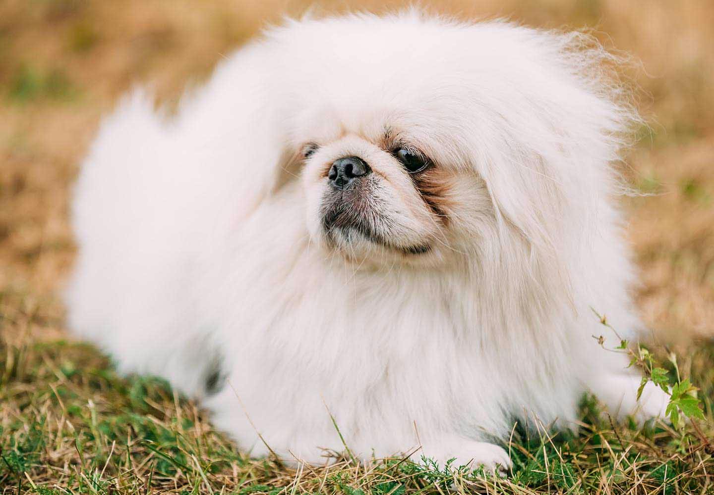 ペキニーズの性格や特徴は？飼い方のコツやかかりやすい病気について