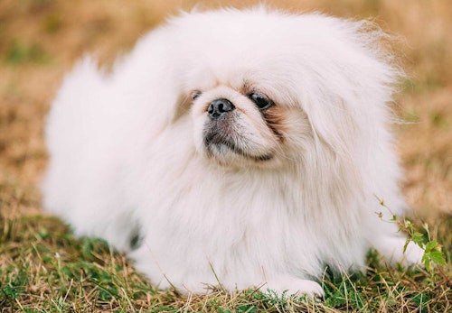ペキニーズの性格や特徴は 飼い方のコツやかかりやすい病気について解説 獣医師監修 わんクォール ペキニーズの性格や特徴は 飼い方のコツやかかりやすい病気について解説 獣医師監修 わんクォール