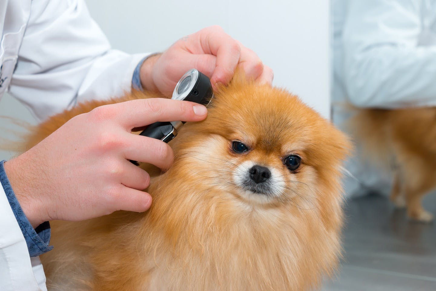 犬の耳掃除の正しいやり方とは 頻度や注意点についても解説 Care お手入れ わんクォール