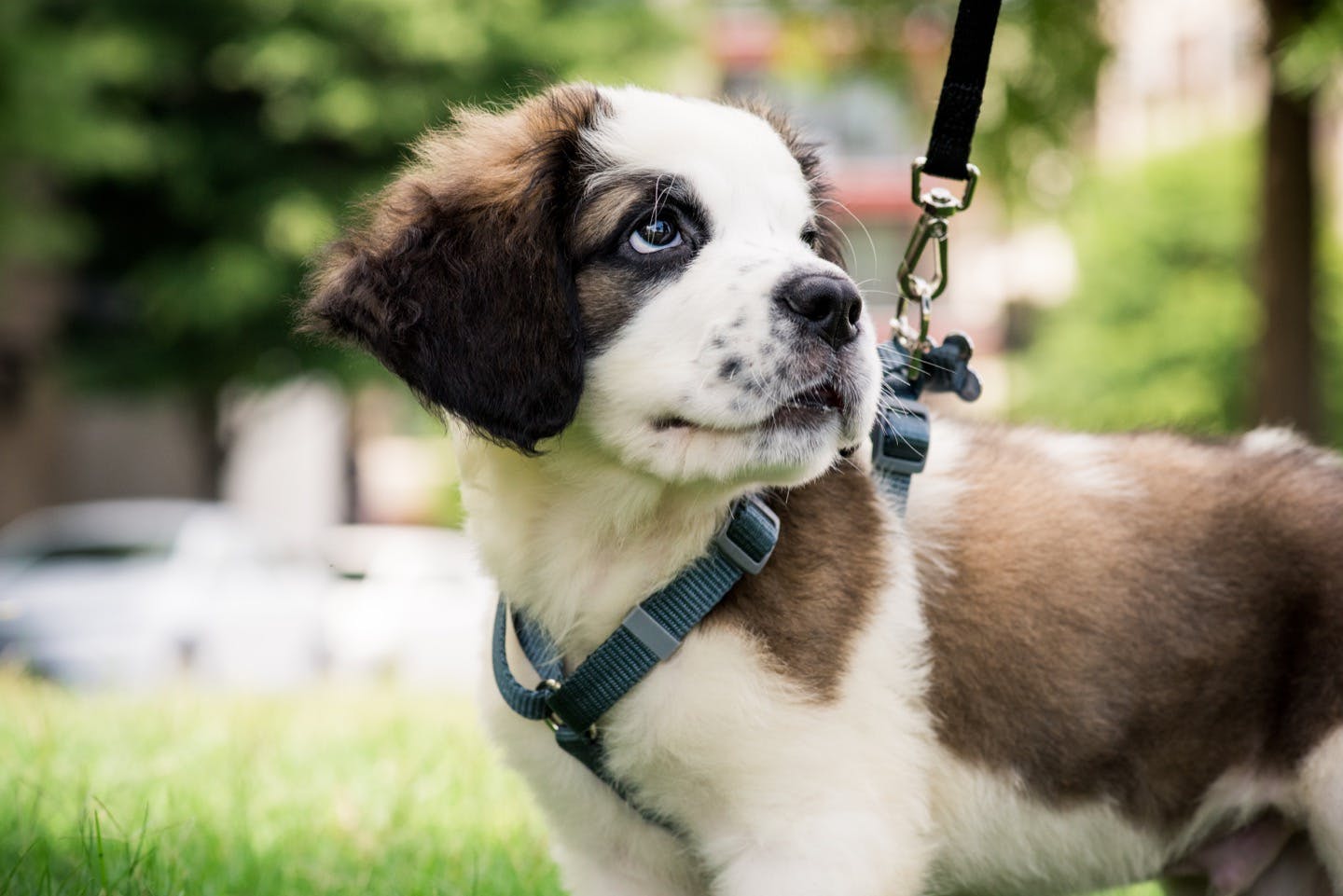 犬が散歩のときリードを引っ張るのはどうして 理由や対処法を解説 Health 健康 わんクォール