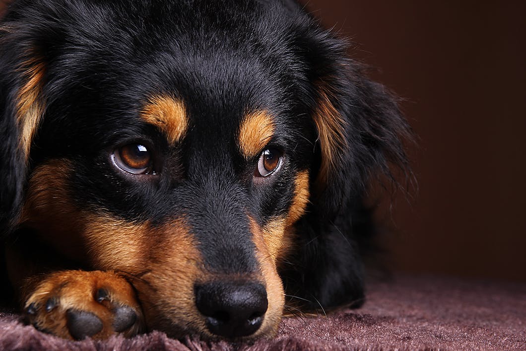獣医師監修 充血 黒目が白い 犬の目の異常から考えられる病気 Illness 病気 わんクォール