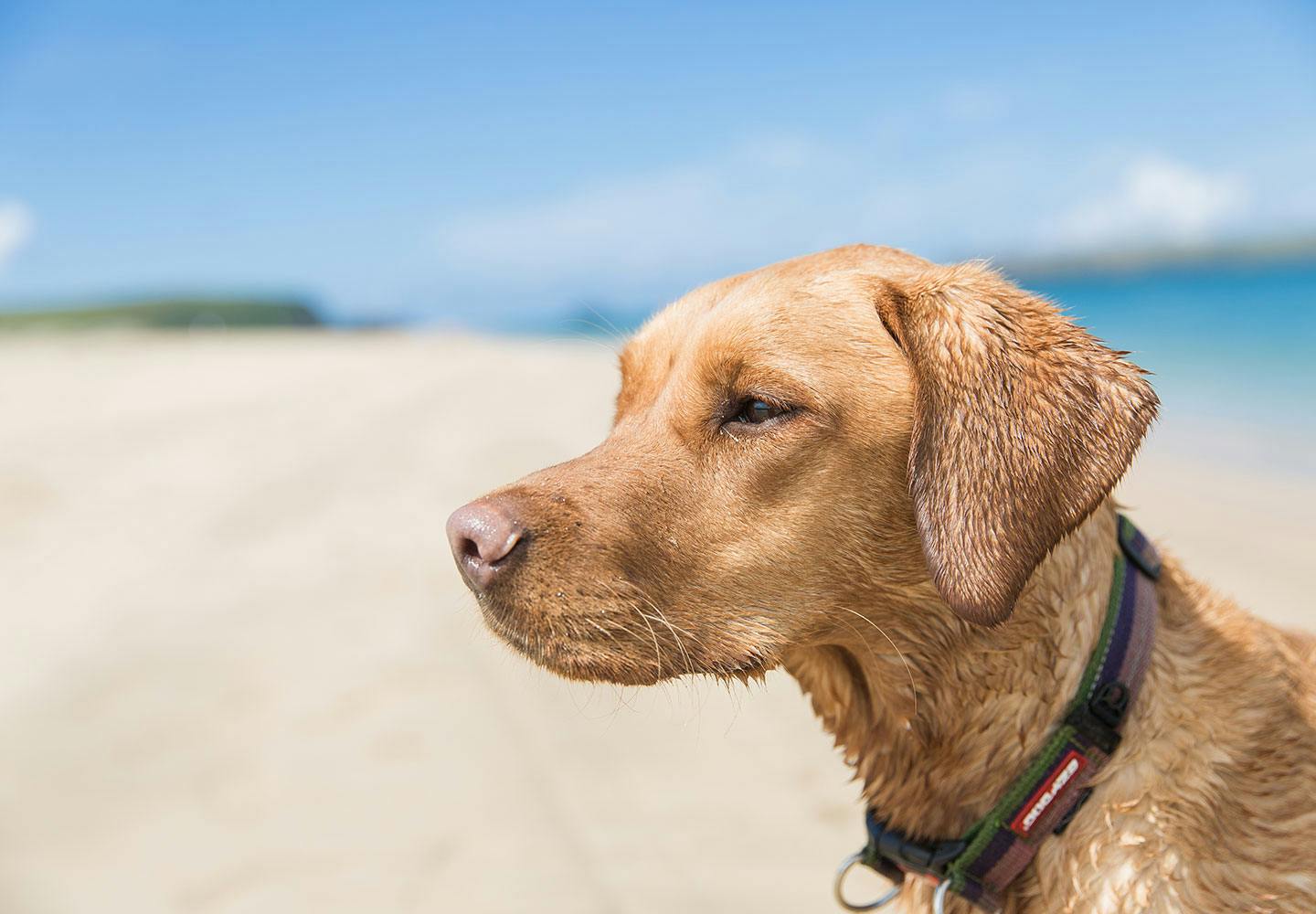 紫外線が犬の皮膚や目に与える影響