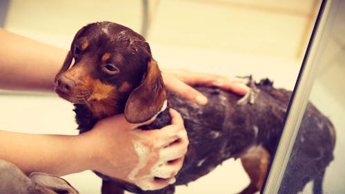 ミニチュア ダックスフンドを飼うとどれくらいお金がかかる 獣医師が試算した生涯費用を紹介 わんクォール