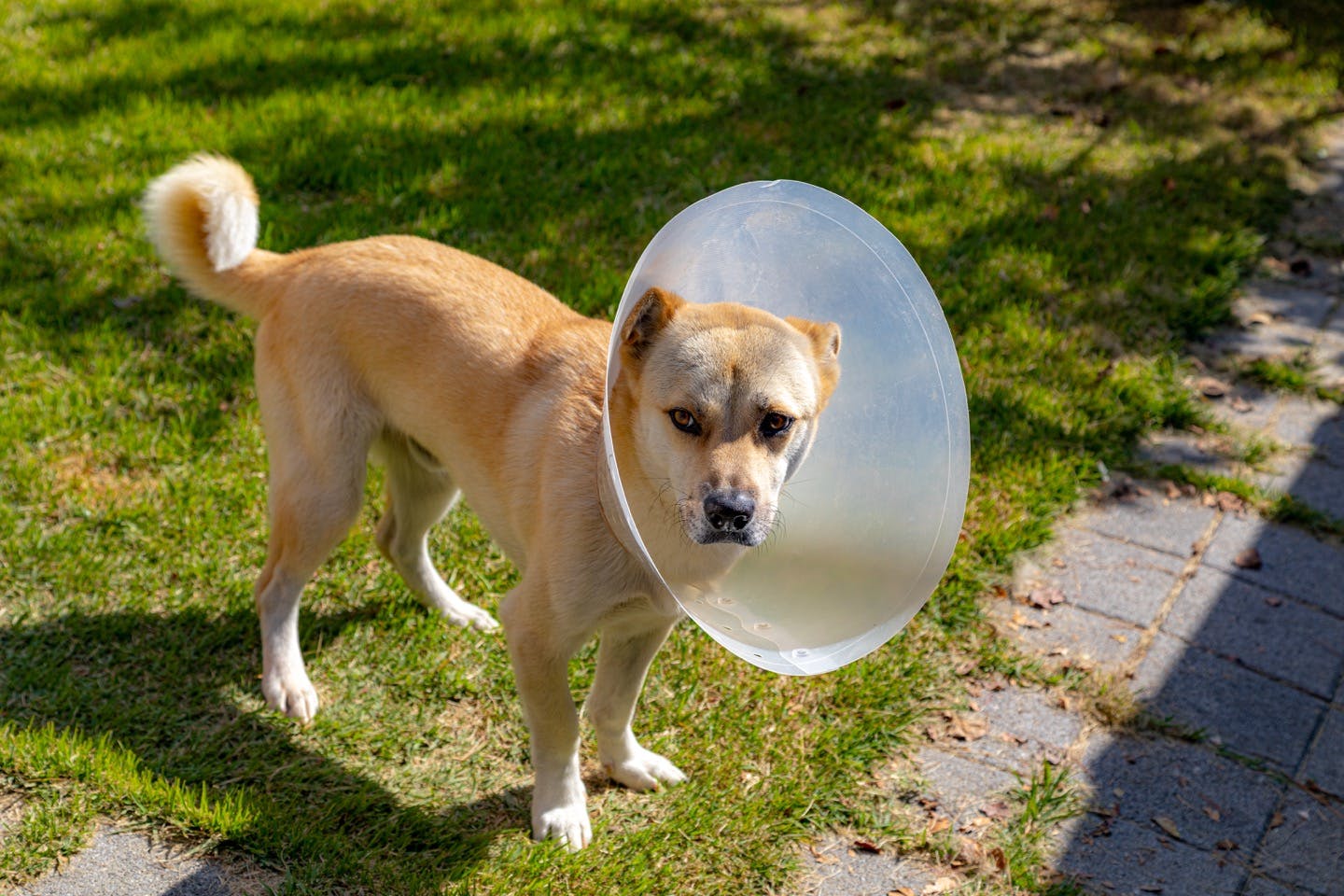 獣医師監修 犬の耳が臭い 赤いときは要注意 考えられる病気は Illness 病気 わんクォール