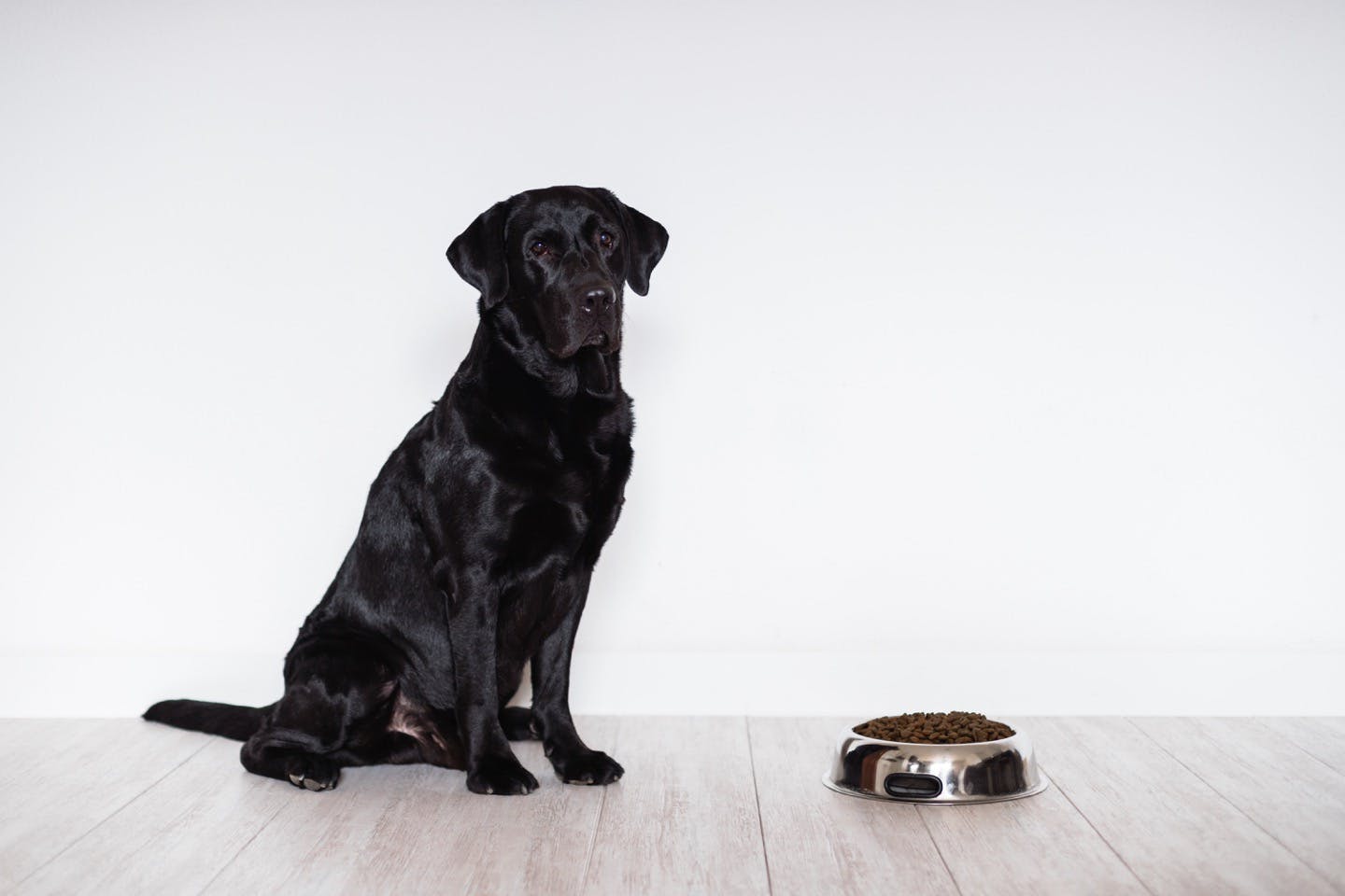 ナチュラルなドッグフードの方が犬の体によい