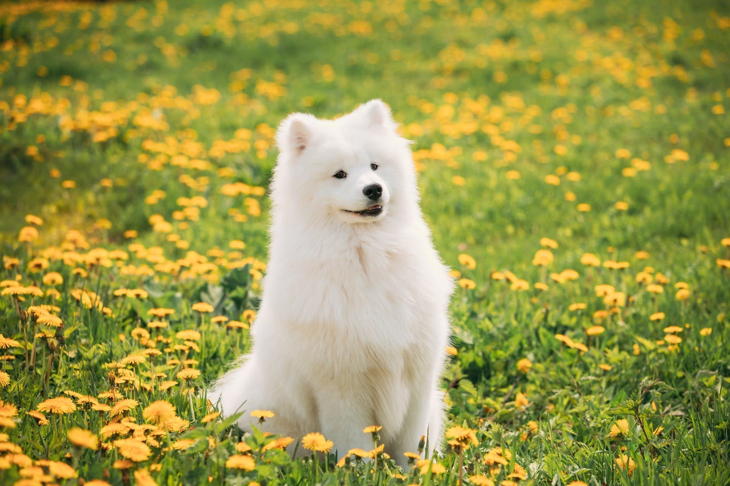 犬を飼うなら知っておくべき法律「動物愛護管理法」とは