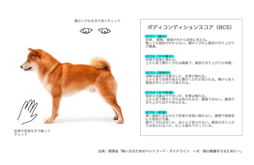 獣医師監修 うちの子って太り過ぎ 犬の肥満度チェックとダイエット法を紹介 わんクォール