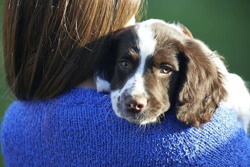 愛犬を正しく抱っこできていますか 今さら聞けない抱っこの正解 わんクォール