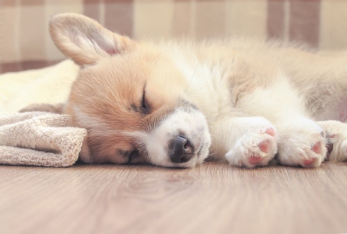 獣医師監修 犬がかかりやすい目の病気とは 早期発見のコツも わんクォール 獣医師監修 犬がかかりやすい目の病気とは 早期発見のコツも わんクォール