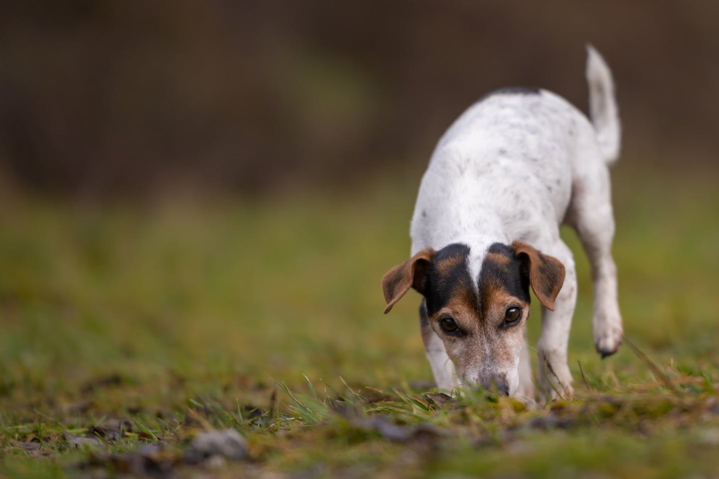 獣医師監修 犬の耳が臭い 赤いときは要注意 考えられる病気は Illness 病気 わんクォール