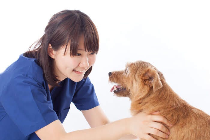 獣医師監修 犬に定期健診は必要 健康を管理する習慣と健診の頻度 Illness 病気 わんクォール