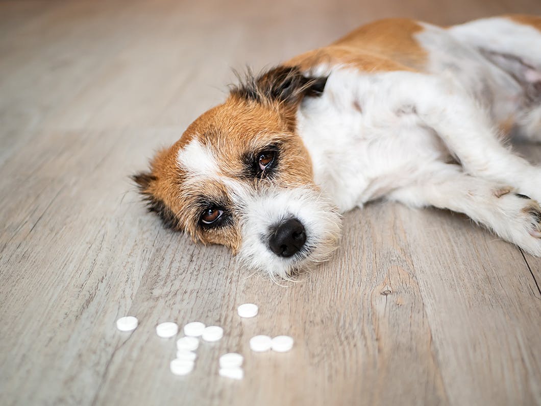 獣医師監修 犬が誤飲 誤食した時の対処法は 特に危険なケースや予防法などについて解説 Illness 病気 わんクォール
