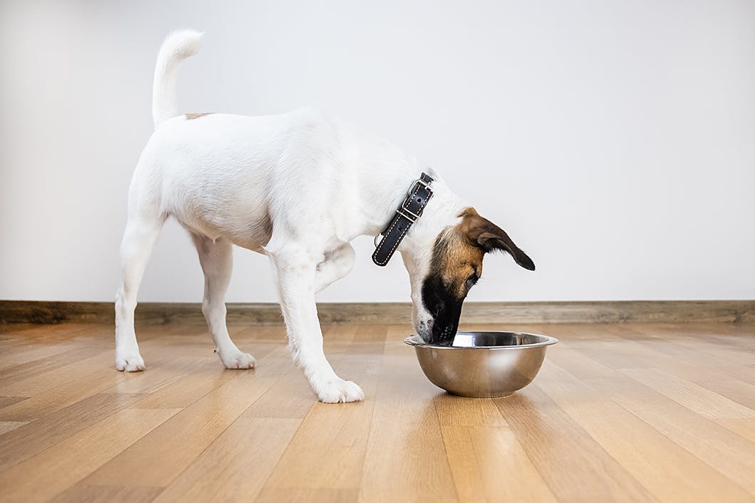 愛犬の健康寿命を延ばす４つの食習慣【獣医師監修】