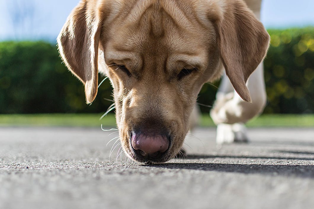 愛犬の認知症予防、脳や嗅覚の活性化習慣