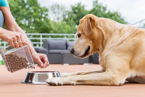 獣医師監修 犬に食事をおあずけさせる 待て はもう古い 正しい 待て の使い方 わんクォール