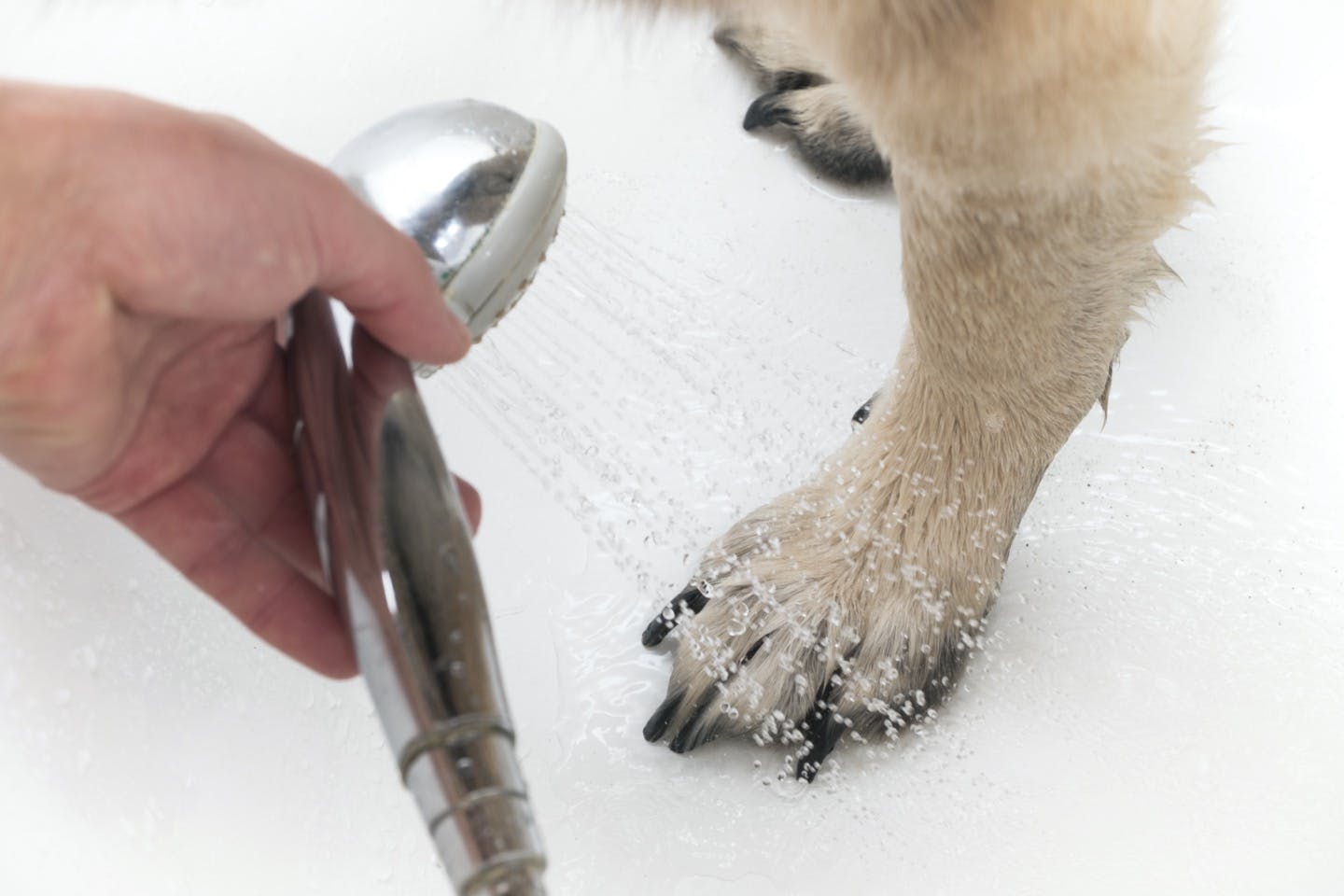 正しく拭いて病気を予防しよう 犬の足拭き のコツや注意点とは Care お手入れ わんクォール