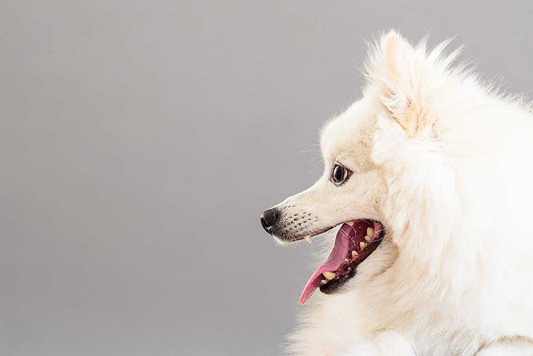 日本スピッツってどんな犬種 性格 特徴 かかりやすい病気を解説 Community コミュニティ わんクォール