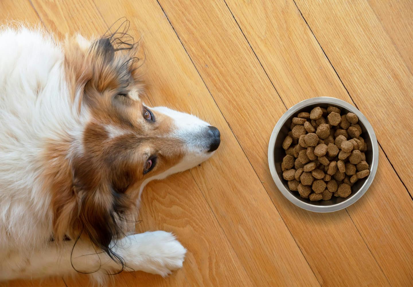 犬のダイエットを成功させる方法は？食事・運動それぞれのコツを解説【獣医師監修】