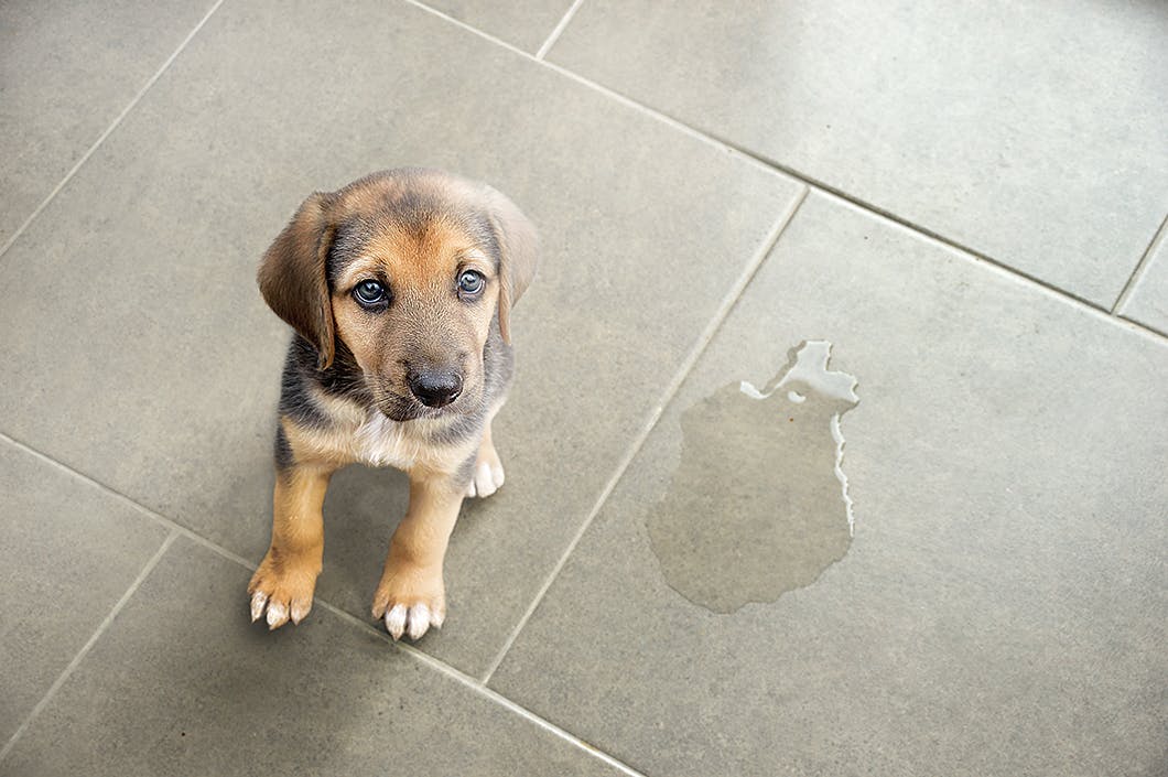 獣医師監修 犬の血尿の原因とは 尿の色別に考えられる病気を解説 Illness 病気 わんクォール