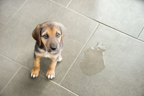 【獣医師監修】犬の血尿の原因とは？尿の色別に考えられる病気を解説