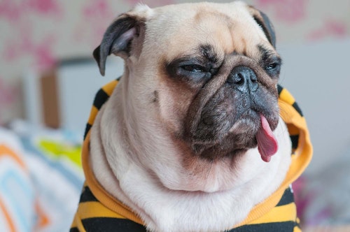 犬の鼻水の原因は 病院に連れて行くべき症状と対処法を解説 獣医師監修 わんクォール 犬の鼻水の原因は 病院に連れて行くべき症状と対処法を解説 獣医師監修 わんクォール