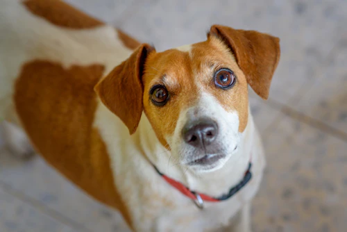 より安心 快適に 犬の留守番グッズに取り入れたいハイテク家電 わんクォール