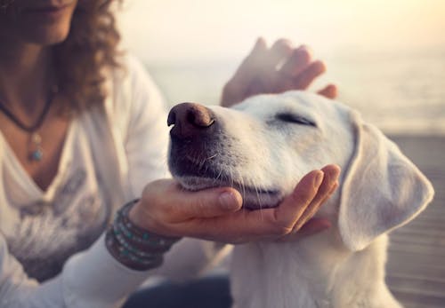 犬があごを乗せてくる理由とは 裏に隠された気持ちと注意点について解説 獣医師監修 わんクォール