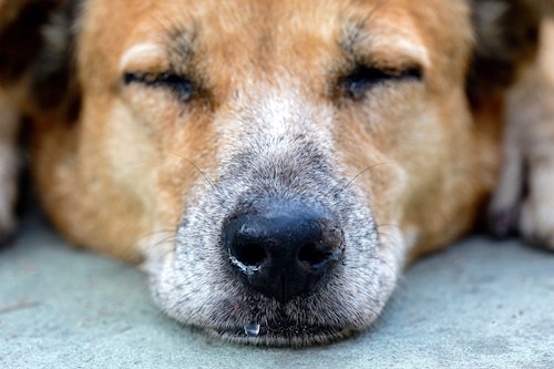 犬の鼻が乾燥するのは病気 主な原因と注意したい症状について解説 獣医師監修 わんクォール