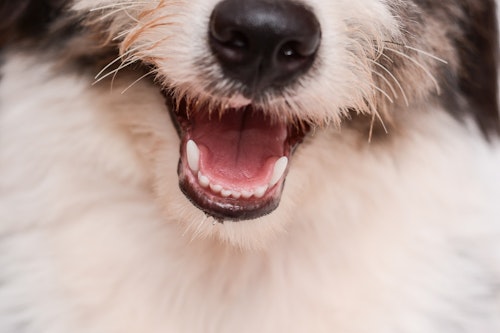 【獣医師監修】犬の口の中をチェック！　歯ぐき・歯・口臭は大丈夫？