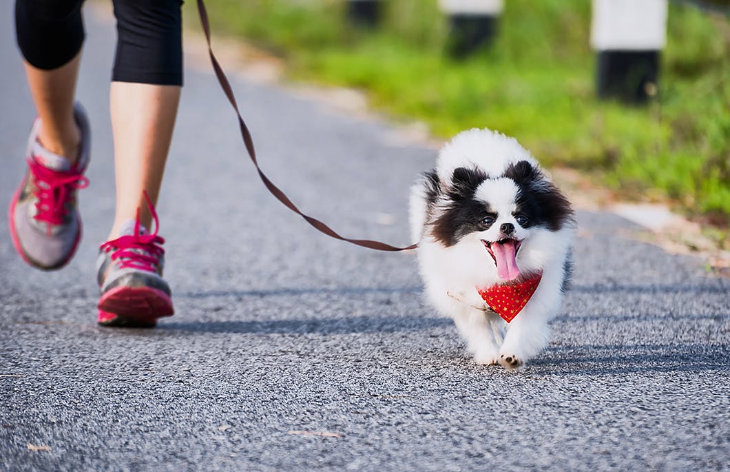 子犬の初めてのお散歩 スタート時期や必要なものなどを解説 Training しつけ わんクォール
