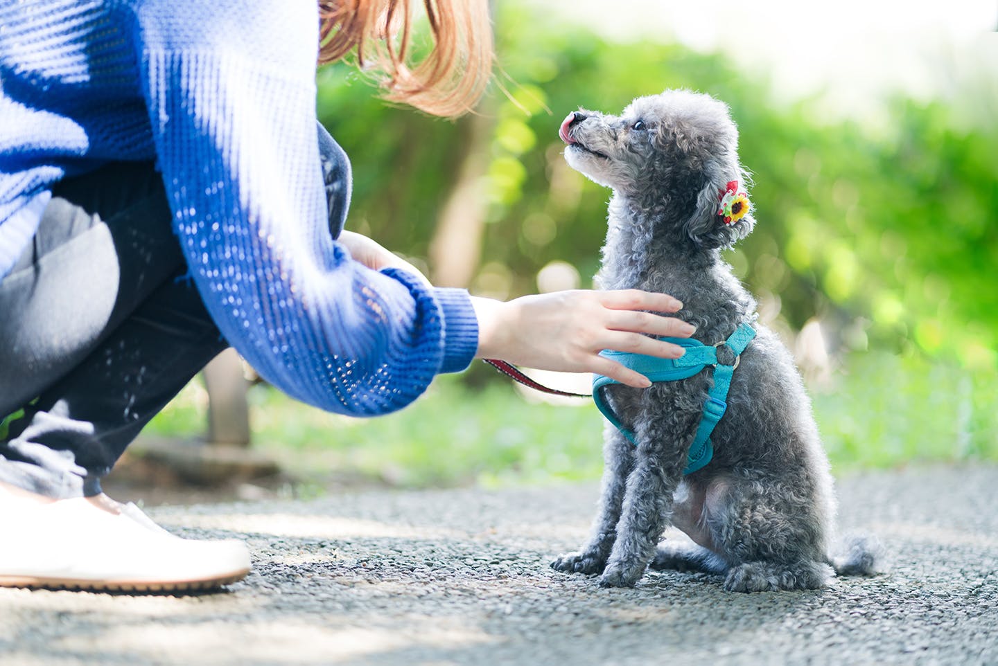 飼い主の待ての指示に従う愛犬