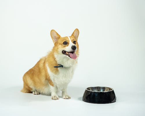 あなたは大丈夫 犬のしつけ 待て のまちがった使い方5選 わんクォール あなたは大丈夫 犬のしつけ 待て のまちがった使い方5選 わんクォール