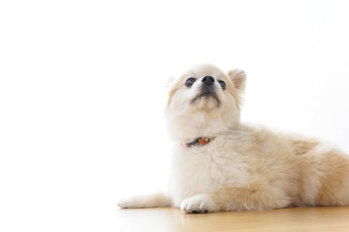 犬が留守番中トイレをしない ごはんを食べない 心配事にアドバイス わんクォール