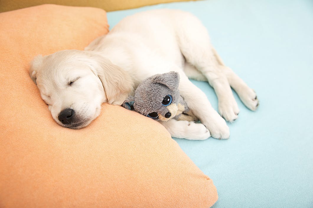 寝ている時の犬の生理現象　いびき