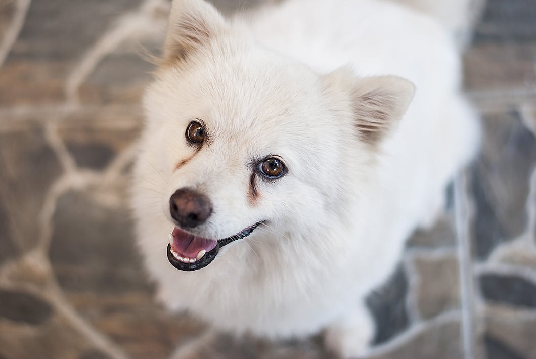 獣医師監修 充血 黒目が白い 犬の目の異常から考えられる病気 Illness 病気 わんクォール