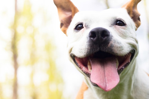 愛犬が体調不良かも おもしろく見えるけどキケンなしぐさとは わんクォール