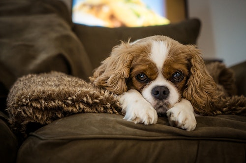 寂しがりやでも大丈夫 おやつはどうする 犬の留守番中の不安を解消 わんクォール