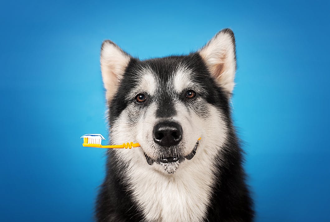 愛犬の歯磨き　歯周病予防