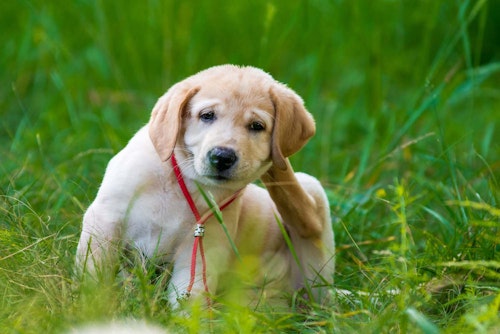 【獣医師監修】犬のノミ・マダニ対策法とは？見つけた時の対処＆予防テクを紹介