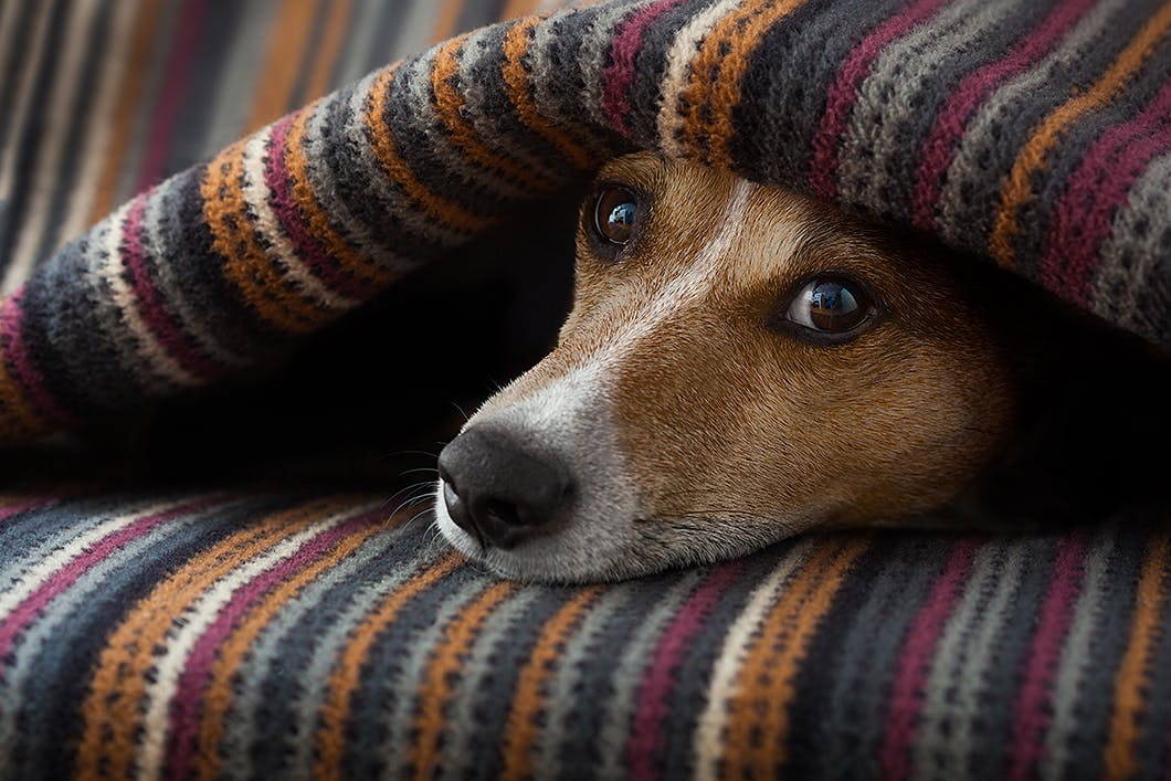 【獣医師監修】犬の「がん」とは？診断されたらどうすればいい？